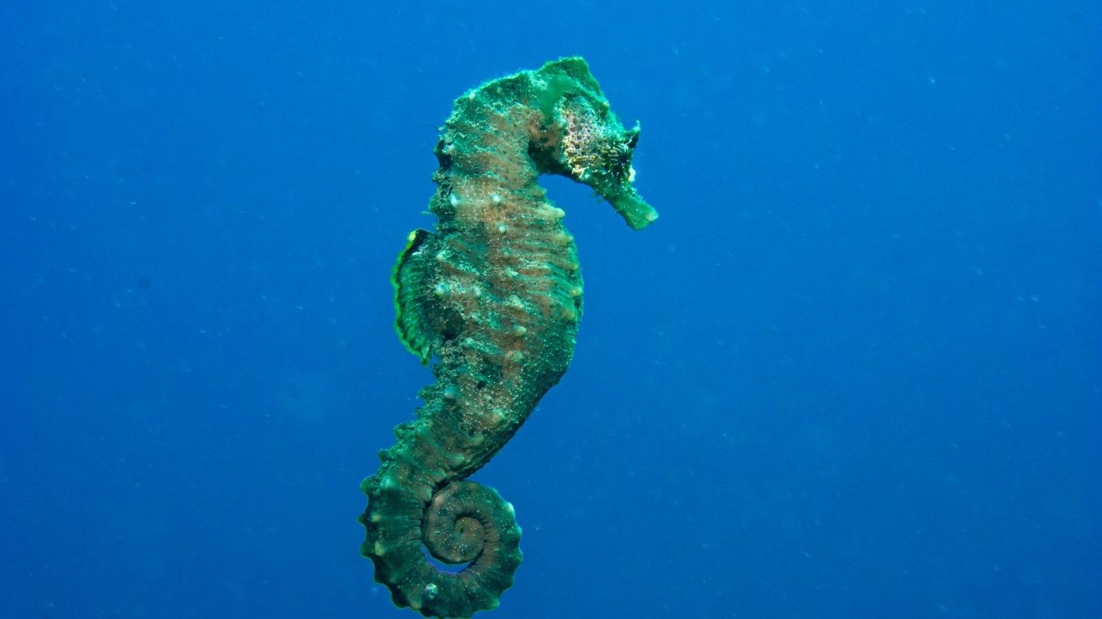 Hippocampus hippocampus.