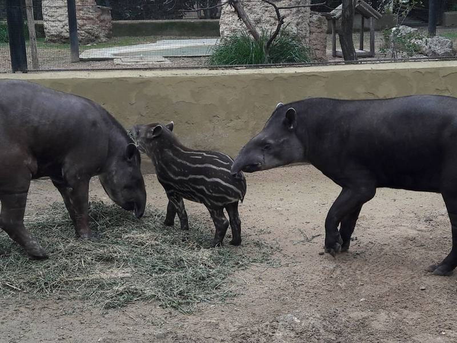 El nuevo ejemplar, junto a sus padres en el Zoo de Jerez.
