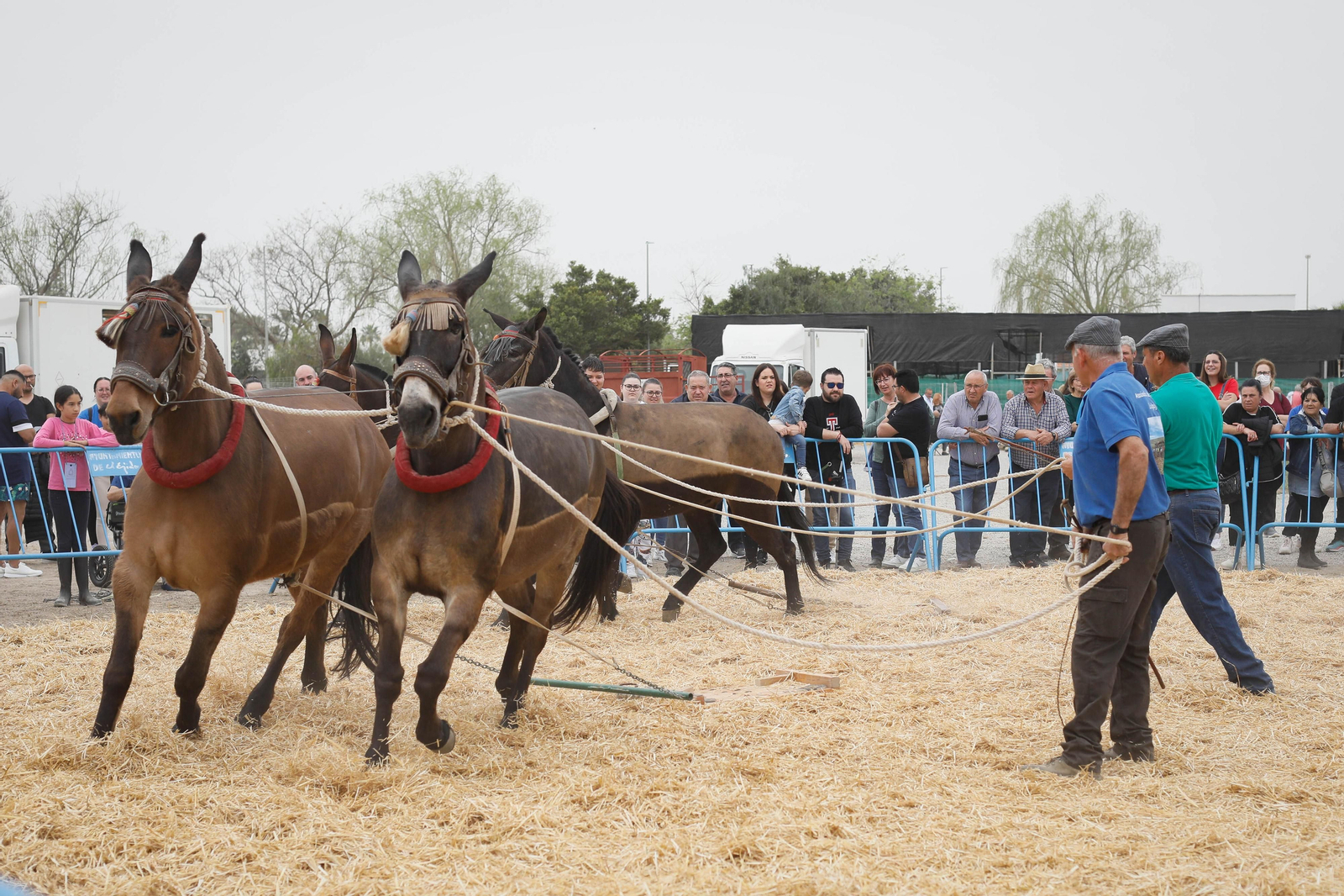 Galería de la Feria  de ganado en Tarambana