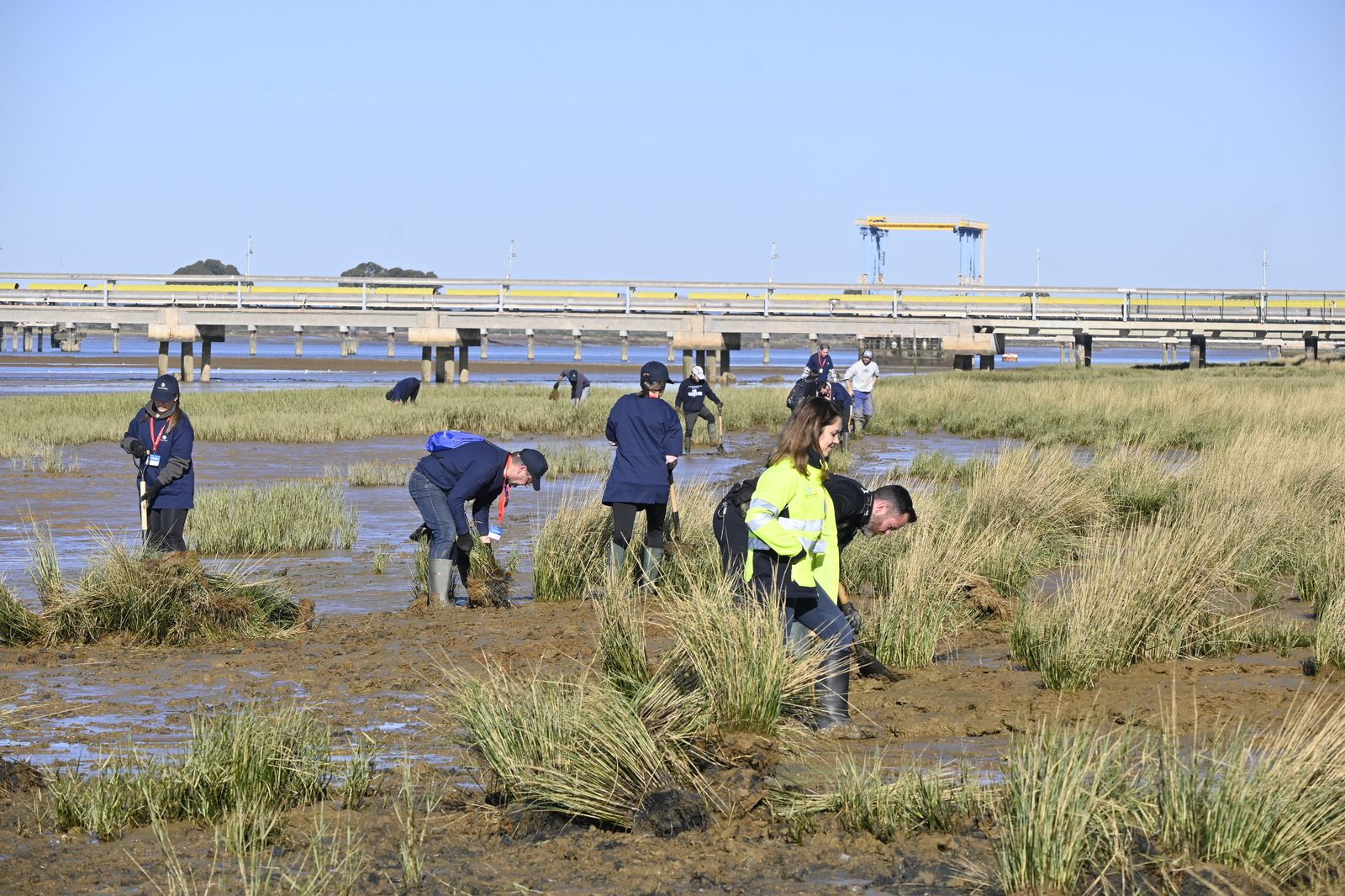 Plantación de la especie autóctona Espartina Marítima en imágenes
