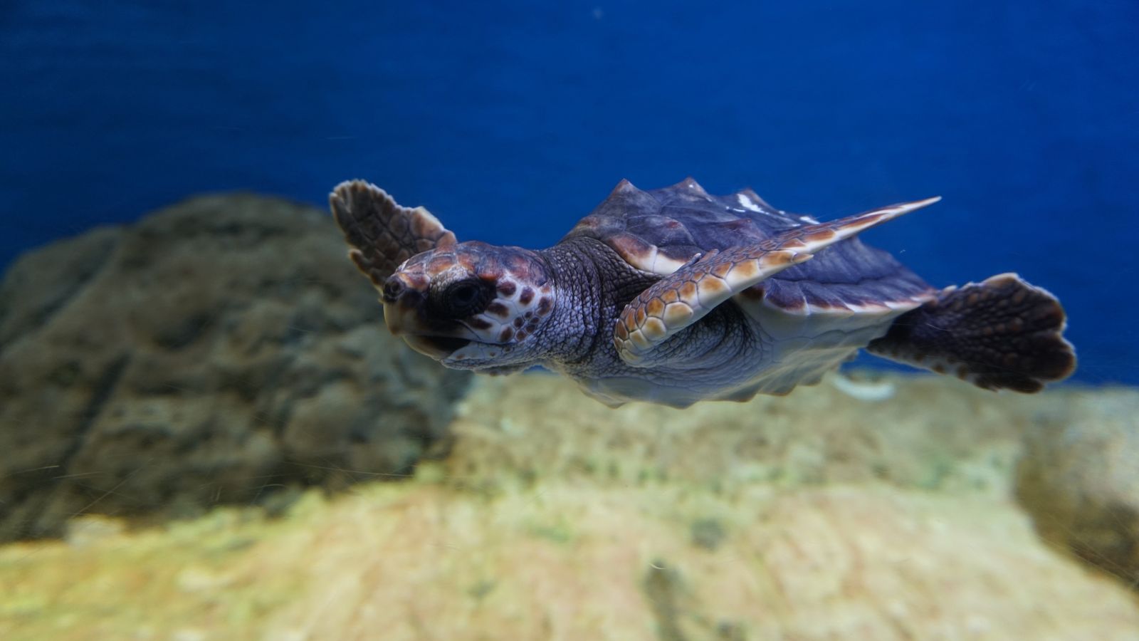 Tortuga marina en el Acuario de Sevilla.