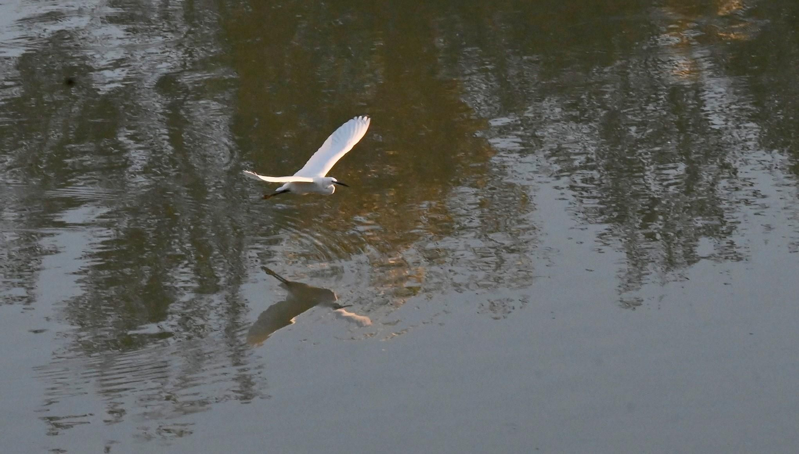 Las aves se reproducen en el río Guadalquivir a su paso por Córdoba, en imágenes
