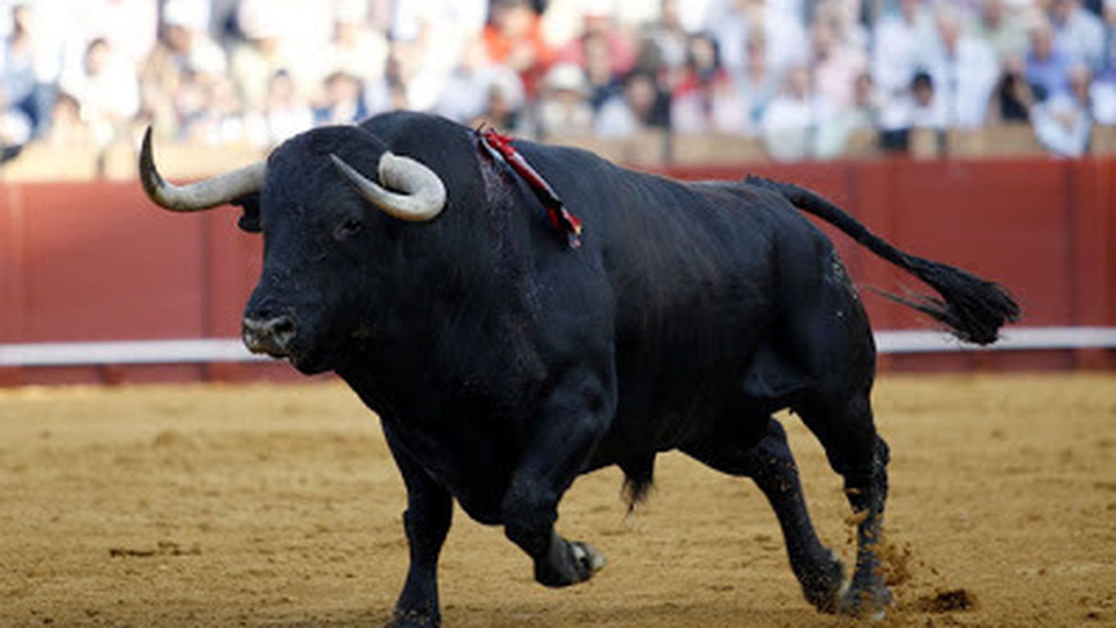 Torrealta es una de las ganaderías más lidiadas en Sevilla.