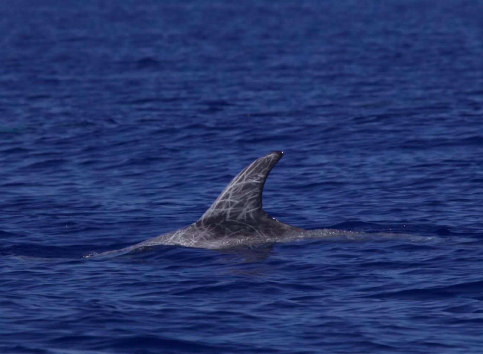 Navegando en el Poniente de Almería: del espectáculo de los delfines a los plásticos y petacas en el mar