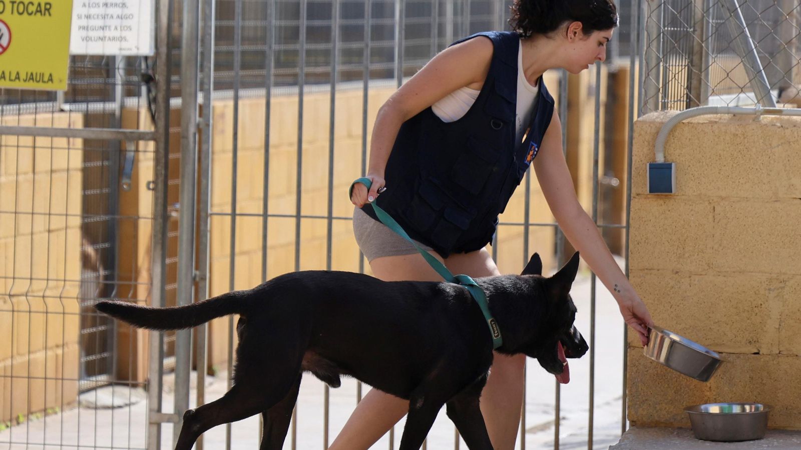 Los perros que buscan familia en la protectora de Animales de Málaga