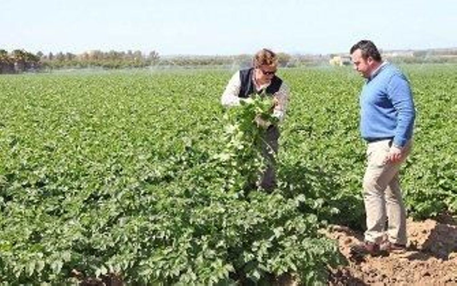 18.000 toneladas de 'huerta' de Jerez rumbo a Europa