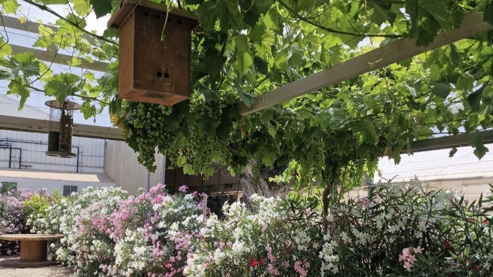 Parras, flores y hotelitos de insectos instalados por LQA Organics en su finca almeriense