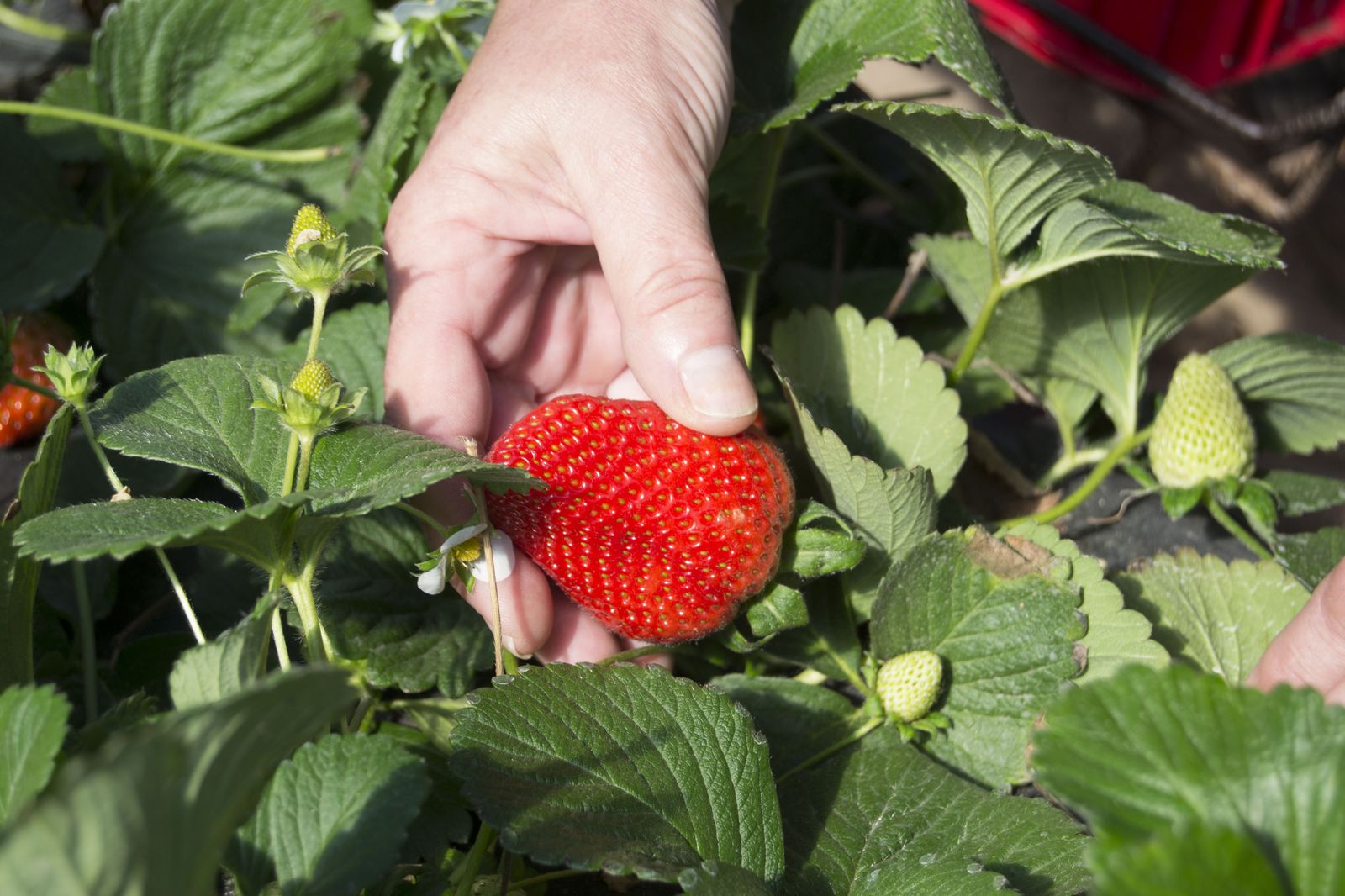 Fresas en una plantación de Huelva.