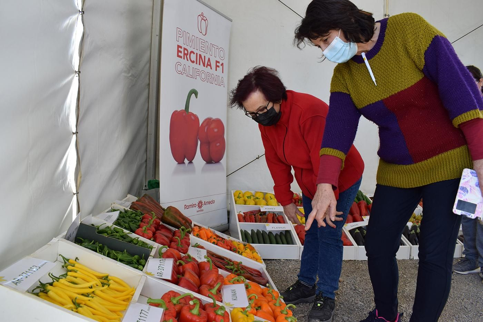 La casa de semillas trae como novedades en california amarillo Moscato F1 y Yelmo F1; mientras que en california rojo ha presentado Paves F1 y Adarga F1.