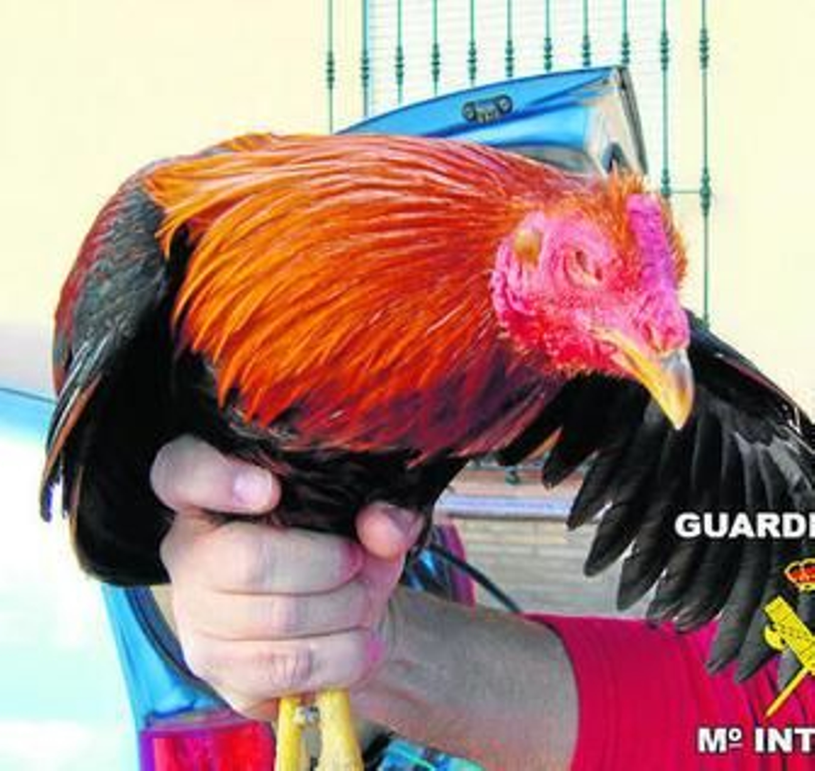Gallo de pelea intervenido en la operación de la Guardia Civil.