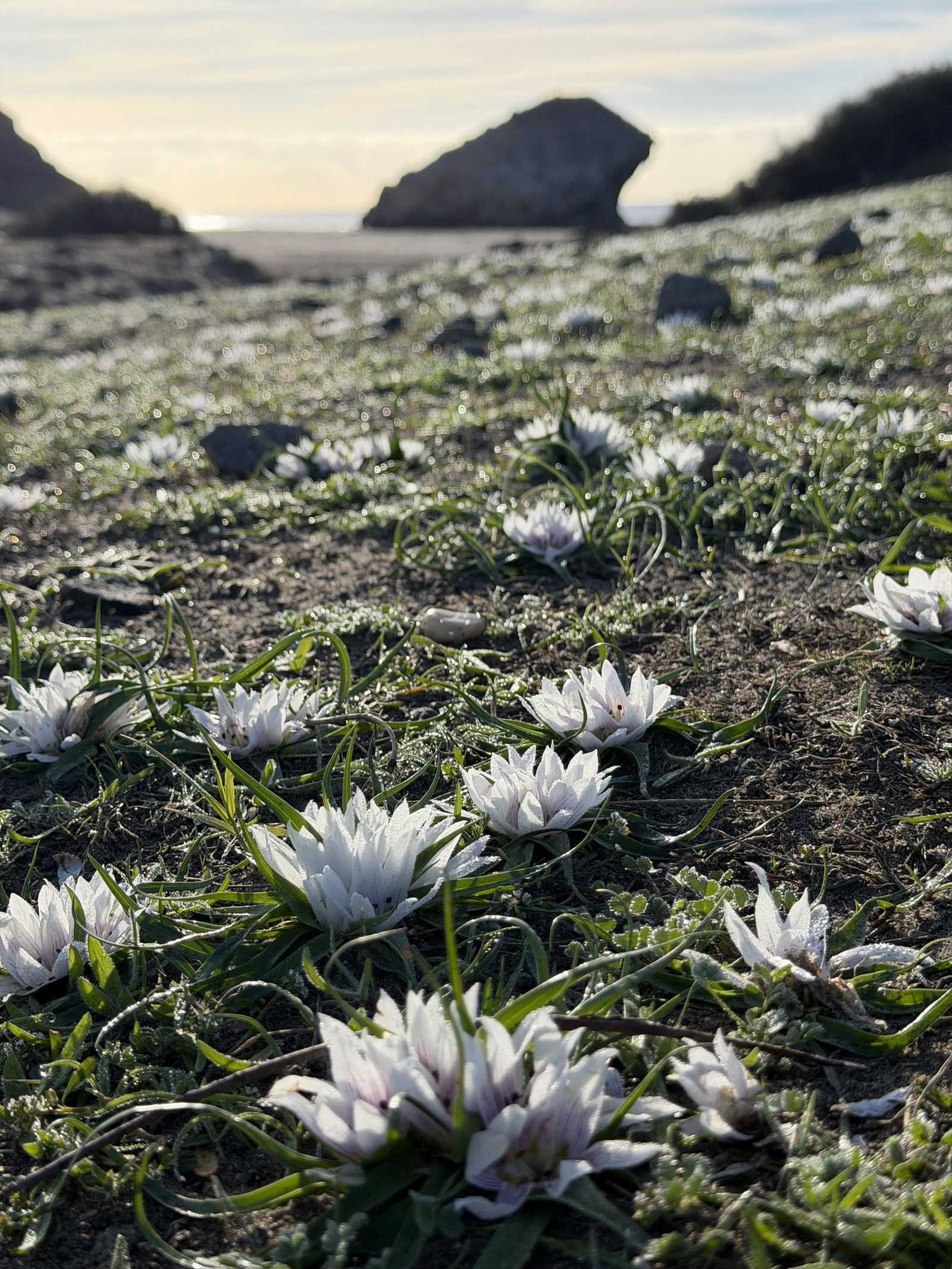 Azafrán de Cabo de Gata en la playa de Mónsul, en enero de este año.