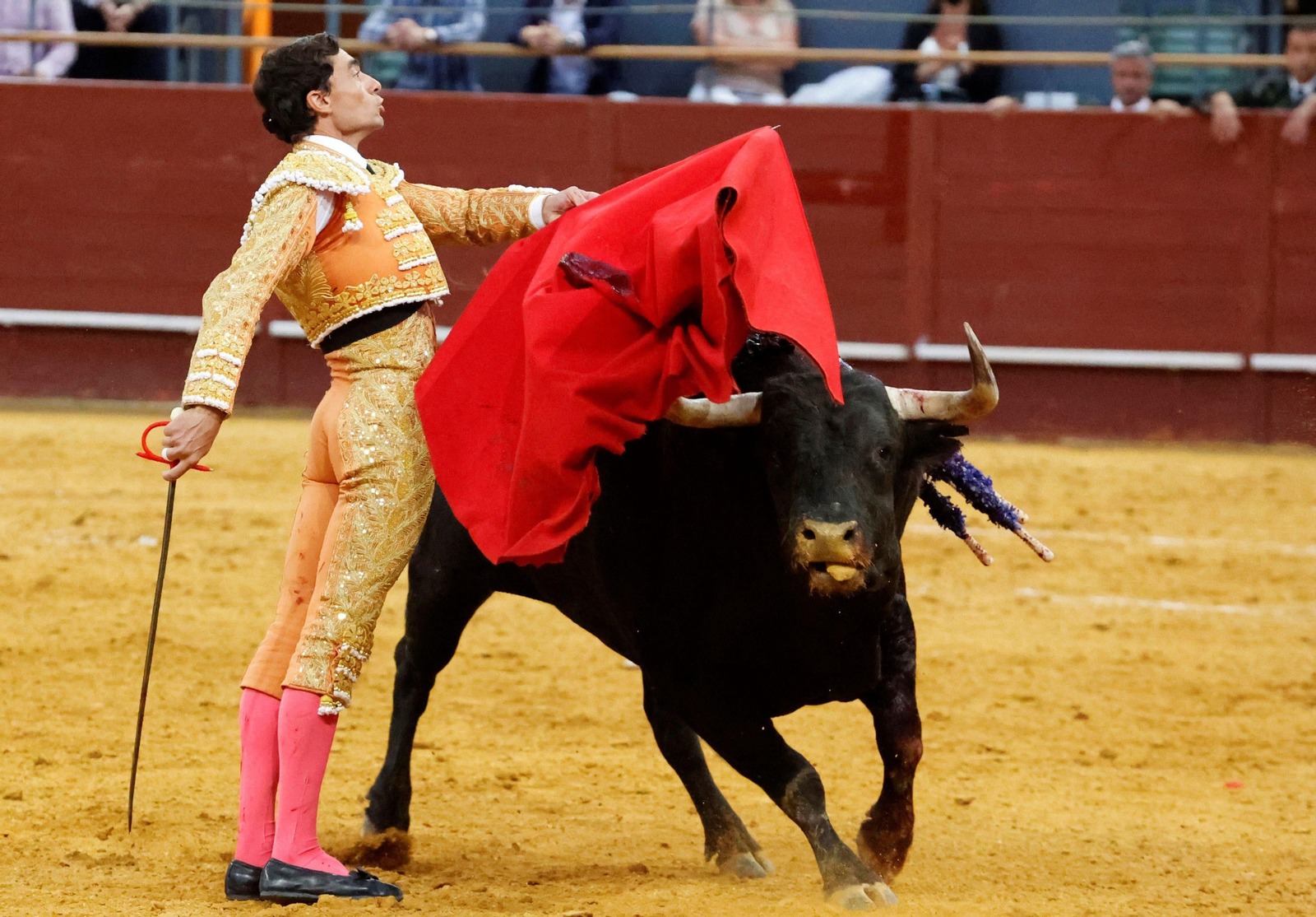 Paco Ureña toreando con el capote mientras mira a los tendidos de Vistalegre.