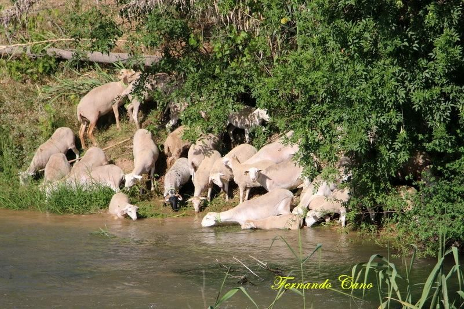 Las reses del ganadero Pablo Espinar hacen la trashumancia a su paso por Mogón.