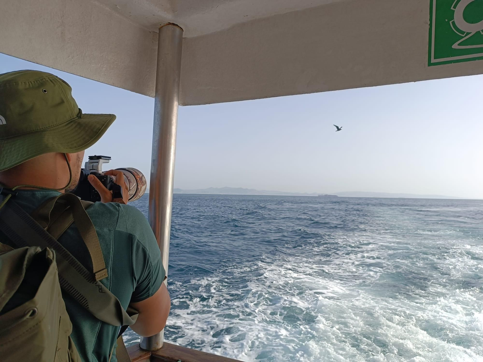 Avistamiento de cetáceos y aves por el Estrecho