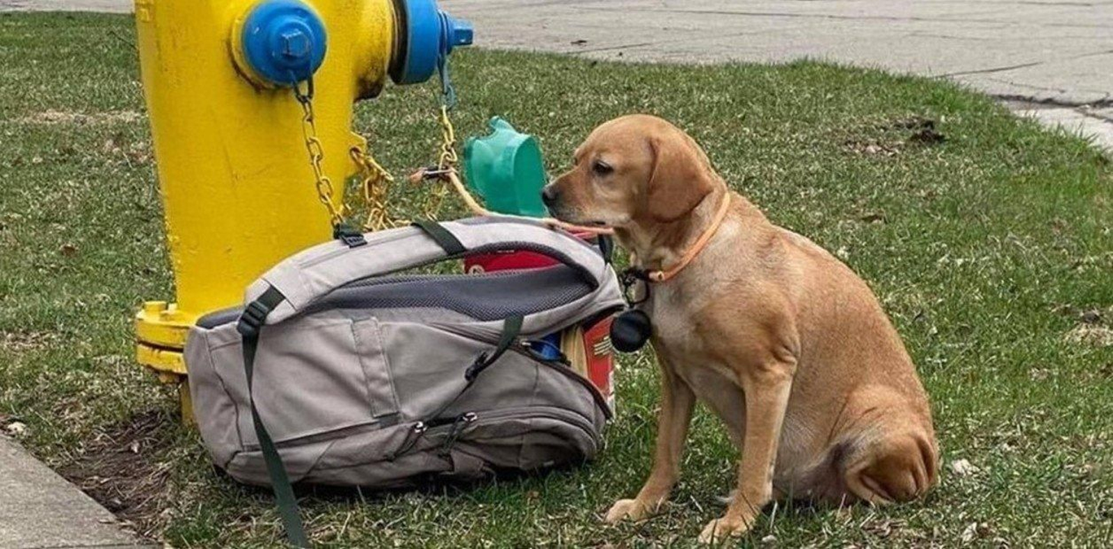 Abandonan a un perro atado a una boca de incendios junto a su mochila y una triste nota