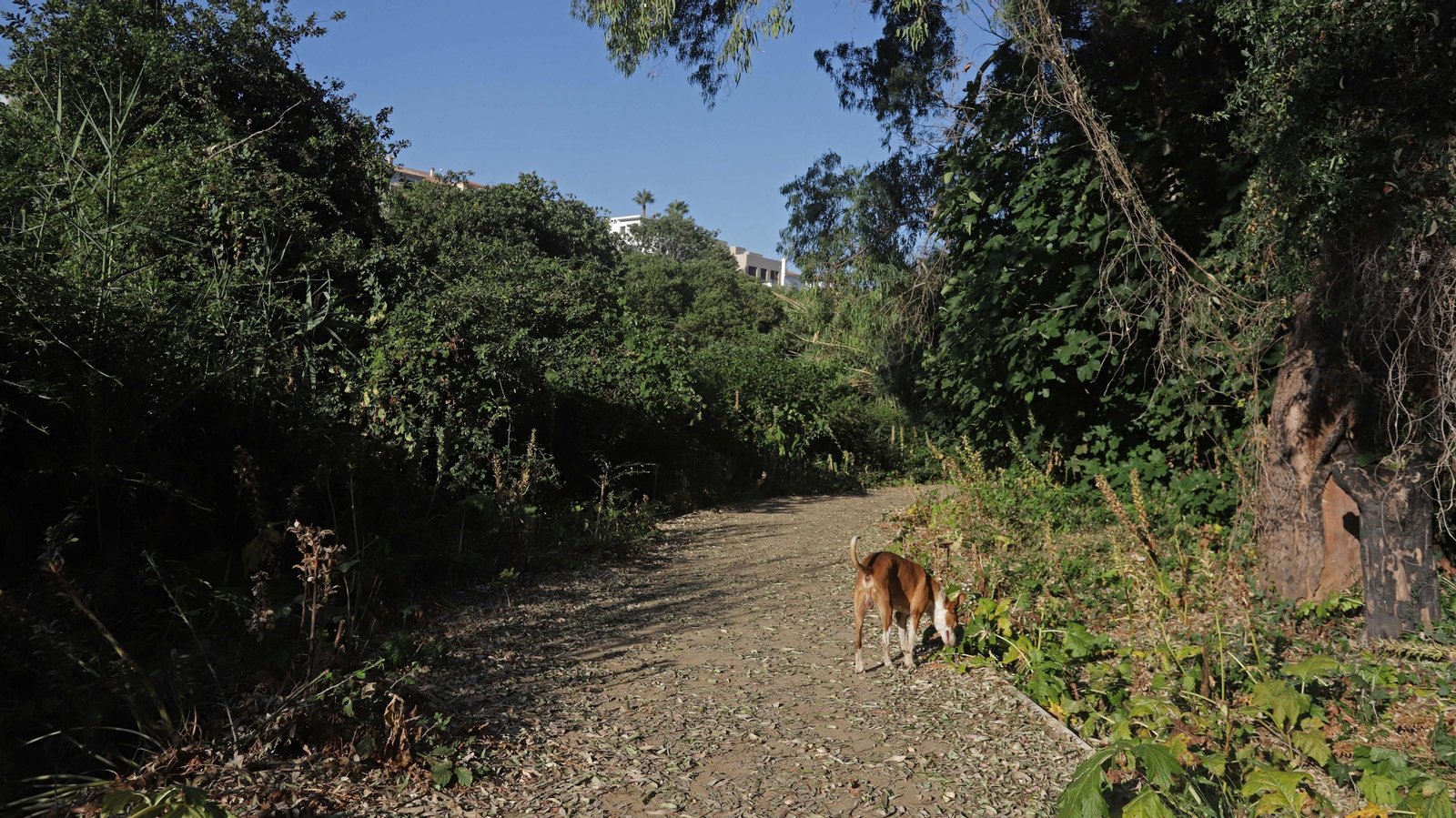 Fotos de los desperfectos del parque del río Pícaro en Algeciras
