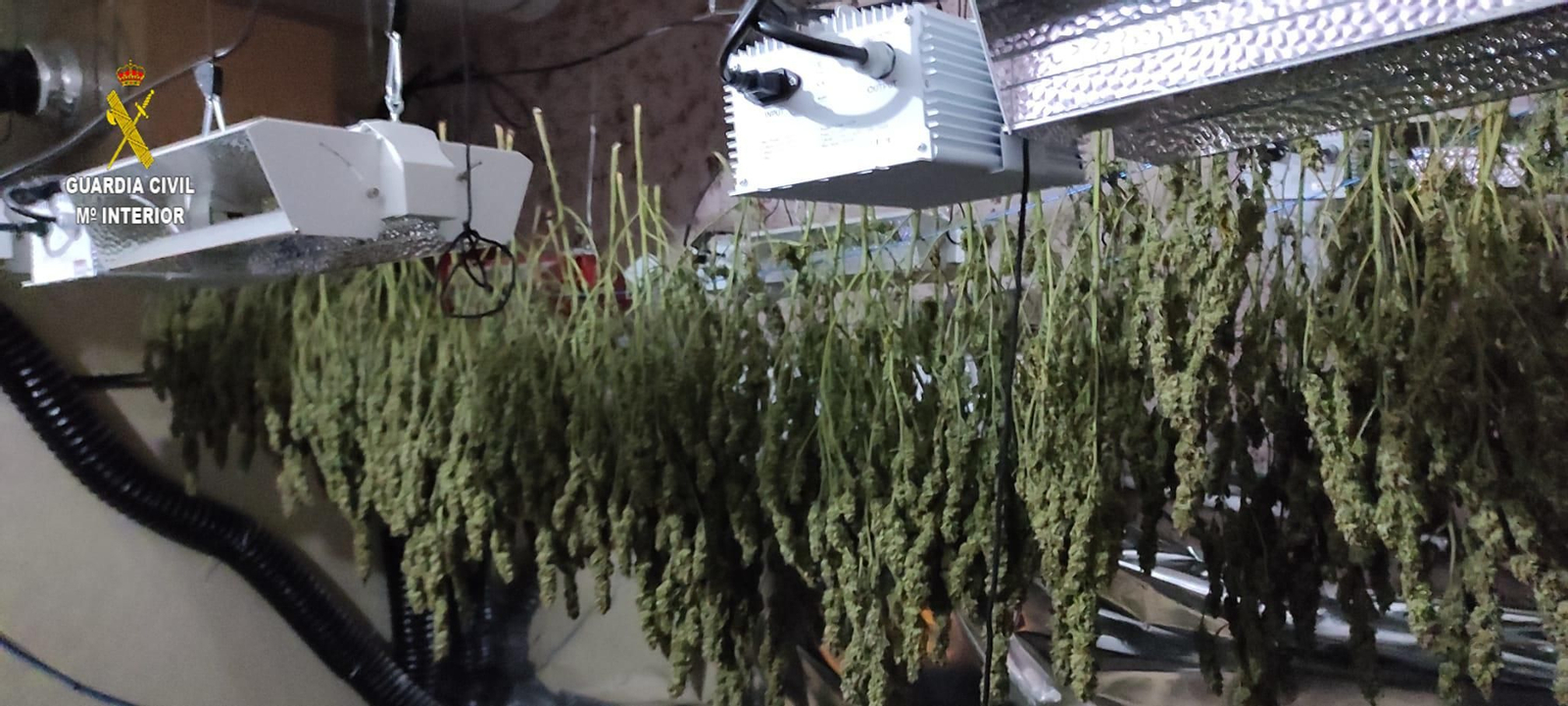 Desmanteladas dos viviendas ocupadas para el cultivo de marihuana con casi 400 plantas
