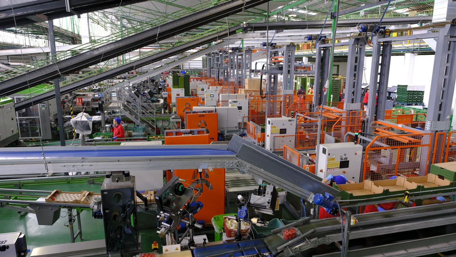 Tomates del campo almeriense para los lineales de los supermercados, en imágenes