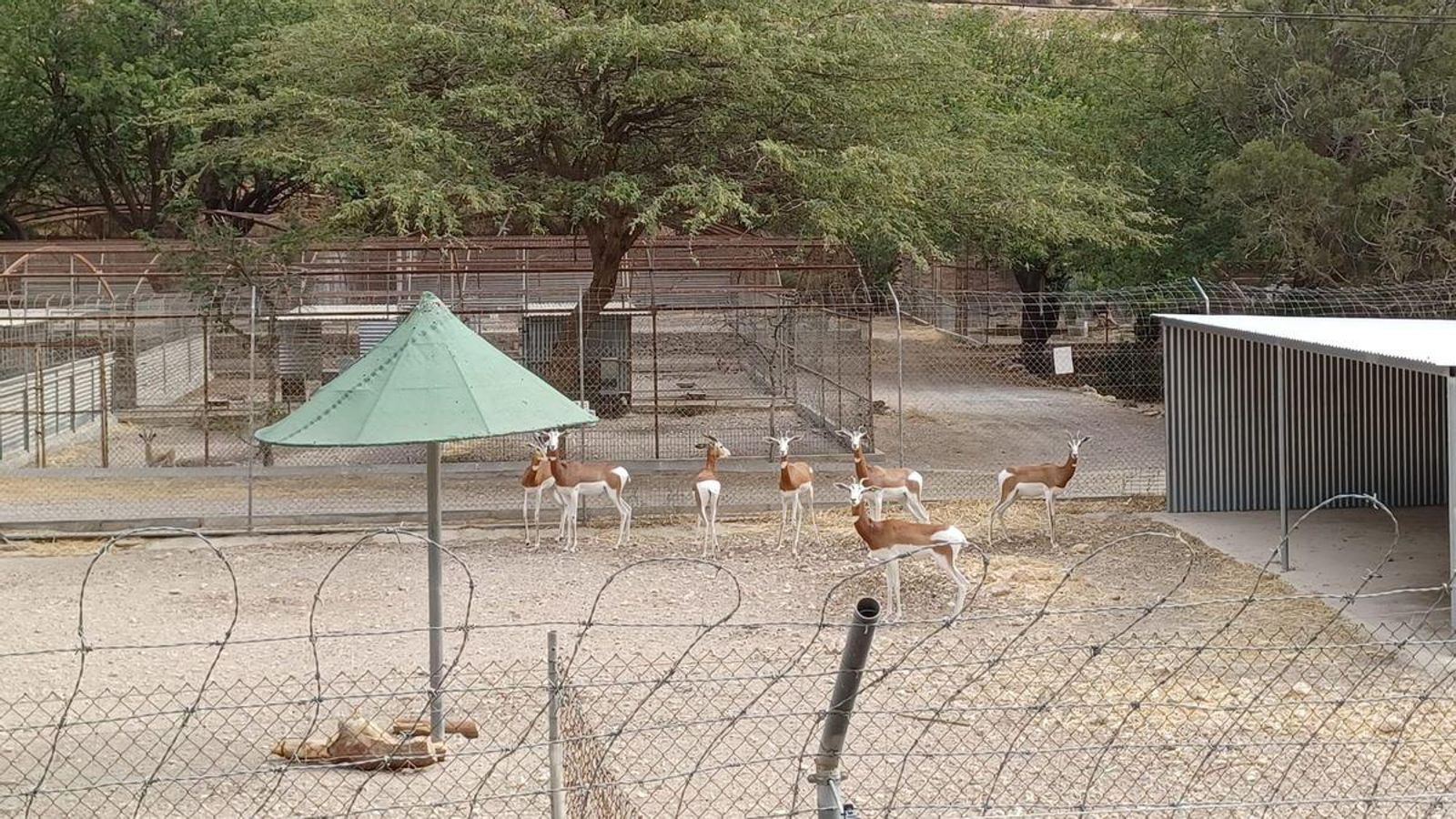 Las gacelas y otros ungulados se reparten por diferentes recintos de la finca experimental