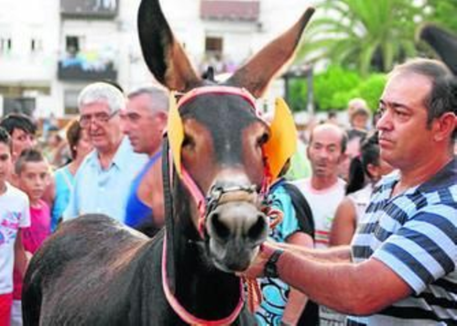 Una carrera para reivindicar al burro