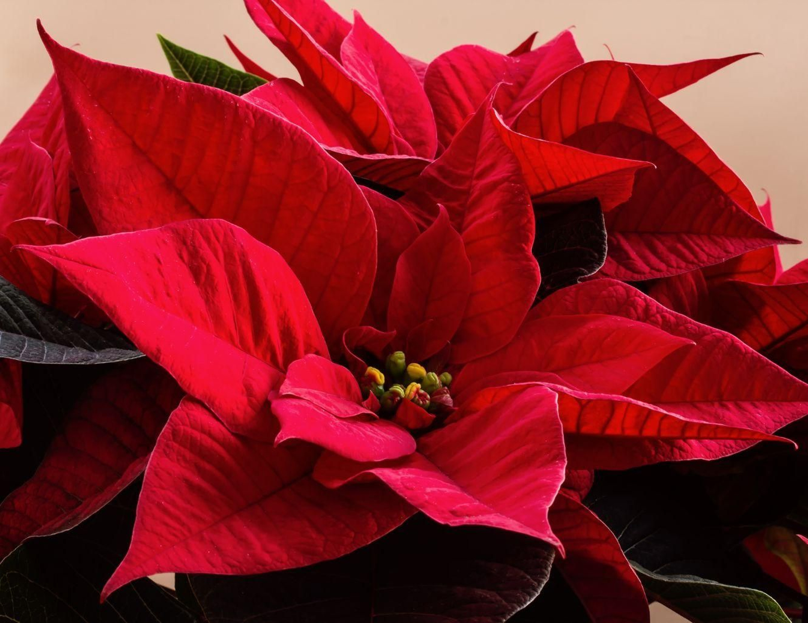 Imagen de un pascuero.