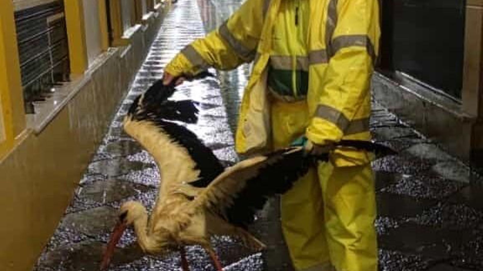 El operario de la limpieza municipal de Jerez con la cigüeña