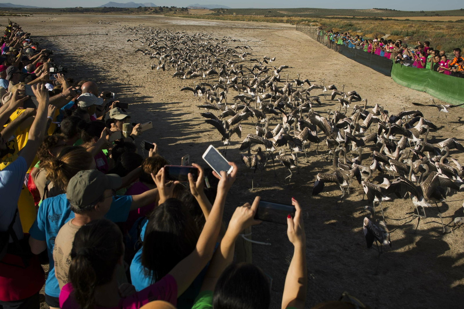 Amanecer flamenco en Fuente de Piedra