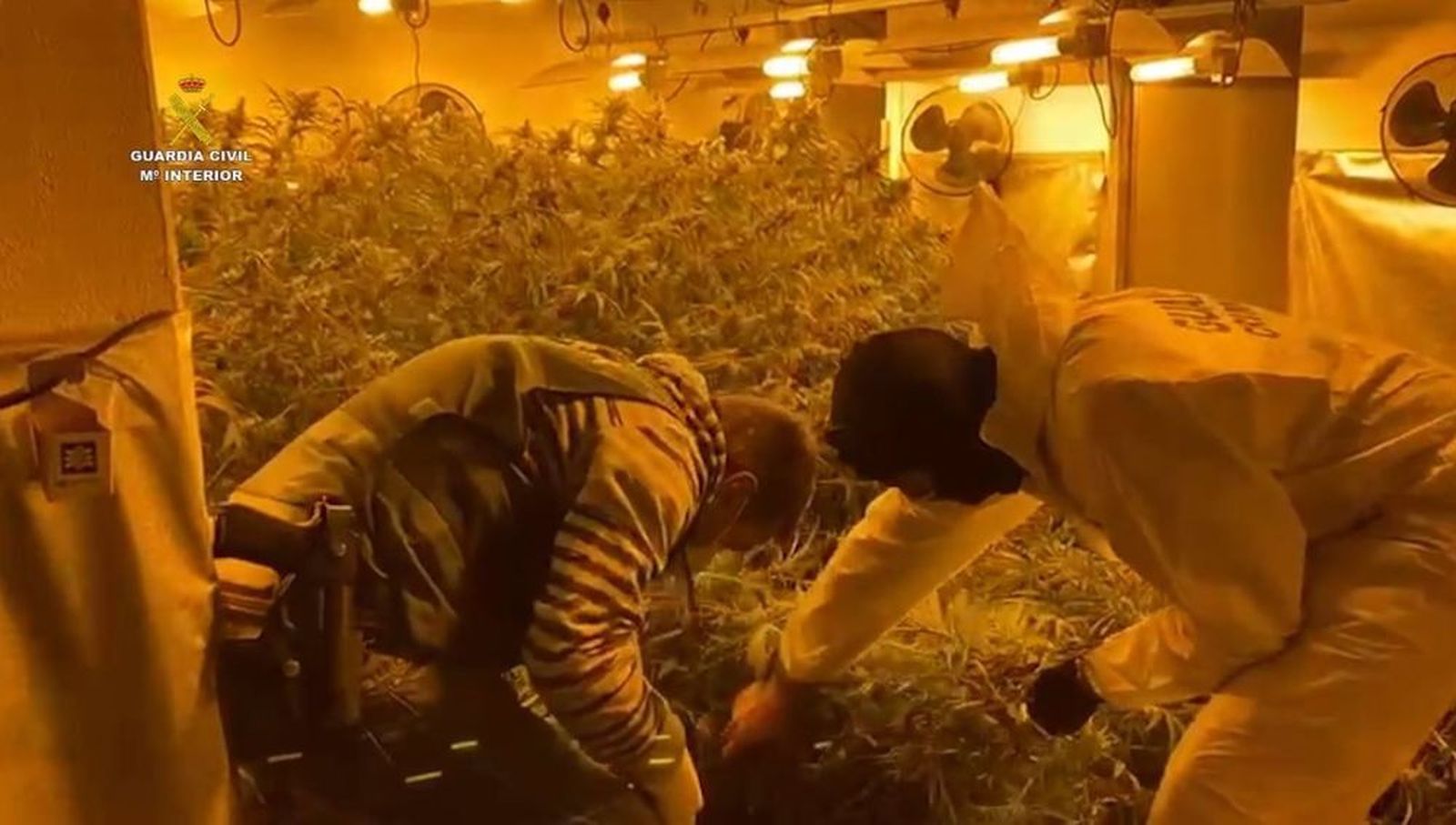 Guardias civiles junto a las plantaciones de marihuana halladas