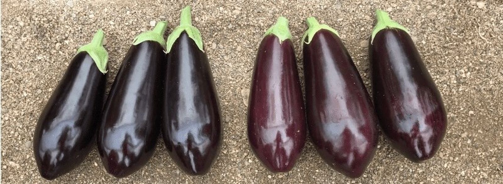 Ecoculture pone solución al enrojecimiento de la berenjena negra