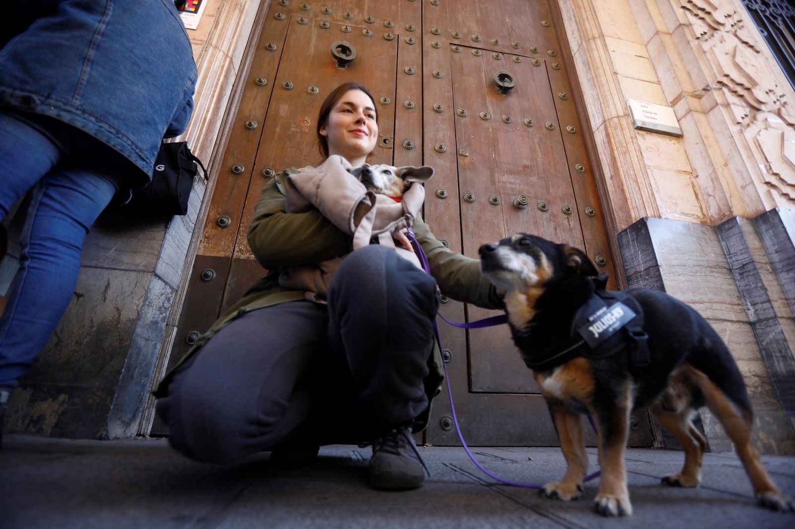Las mejores imágenes del desfile preadopción de perros y gatos en Córdoba