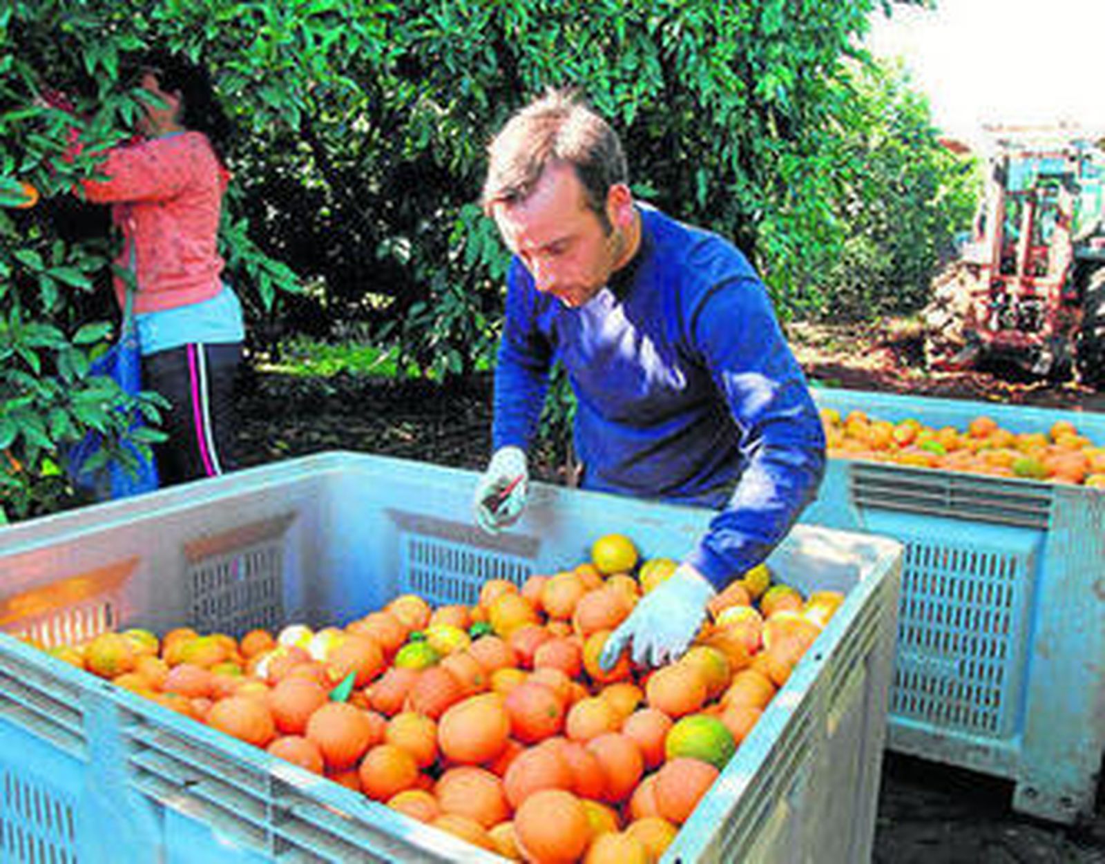 Jornaleros, en plena campaña citrícola en la Vega del Guadalquivir.