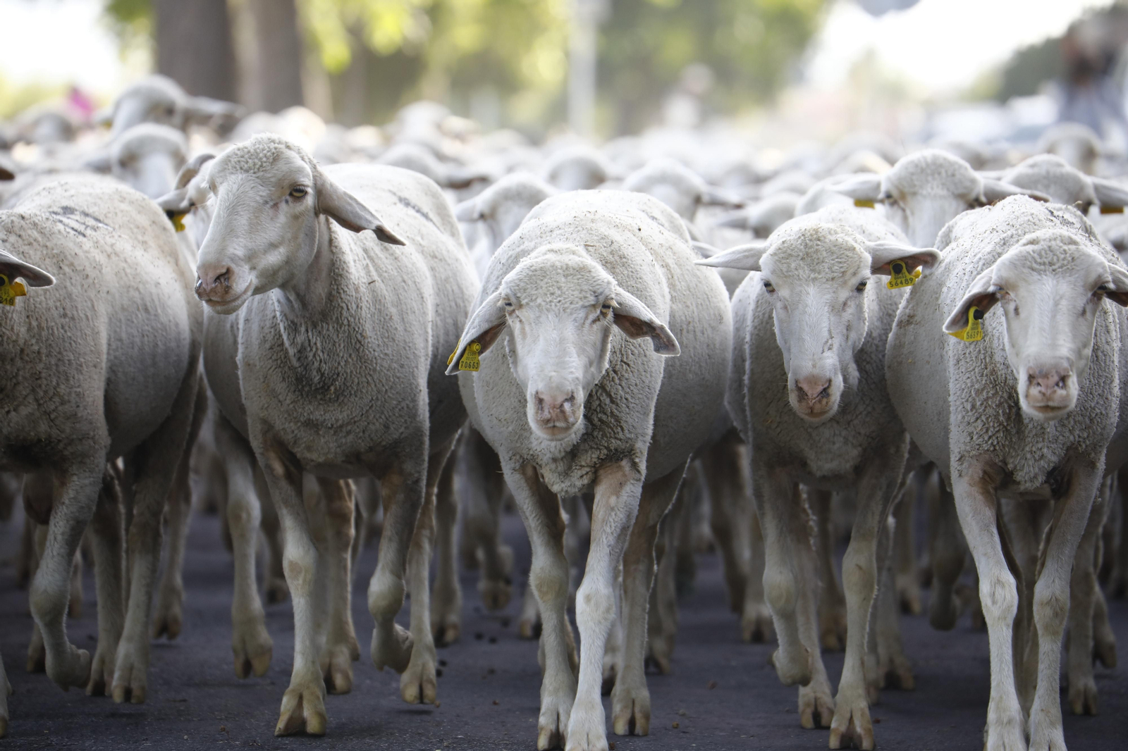 El paso de las ovejas de la ganadería Las Albaidas por Cordoba, en imágenes