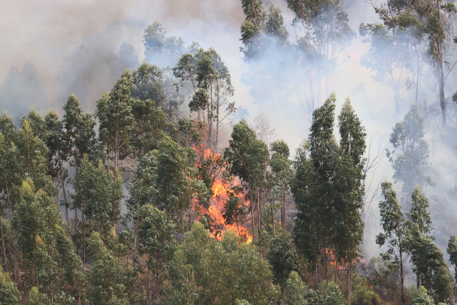 Imágenes de la devastación que deja a su paso el incendio de Almonaster la real.