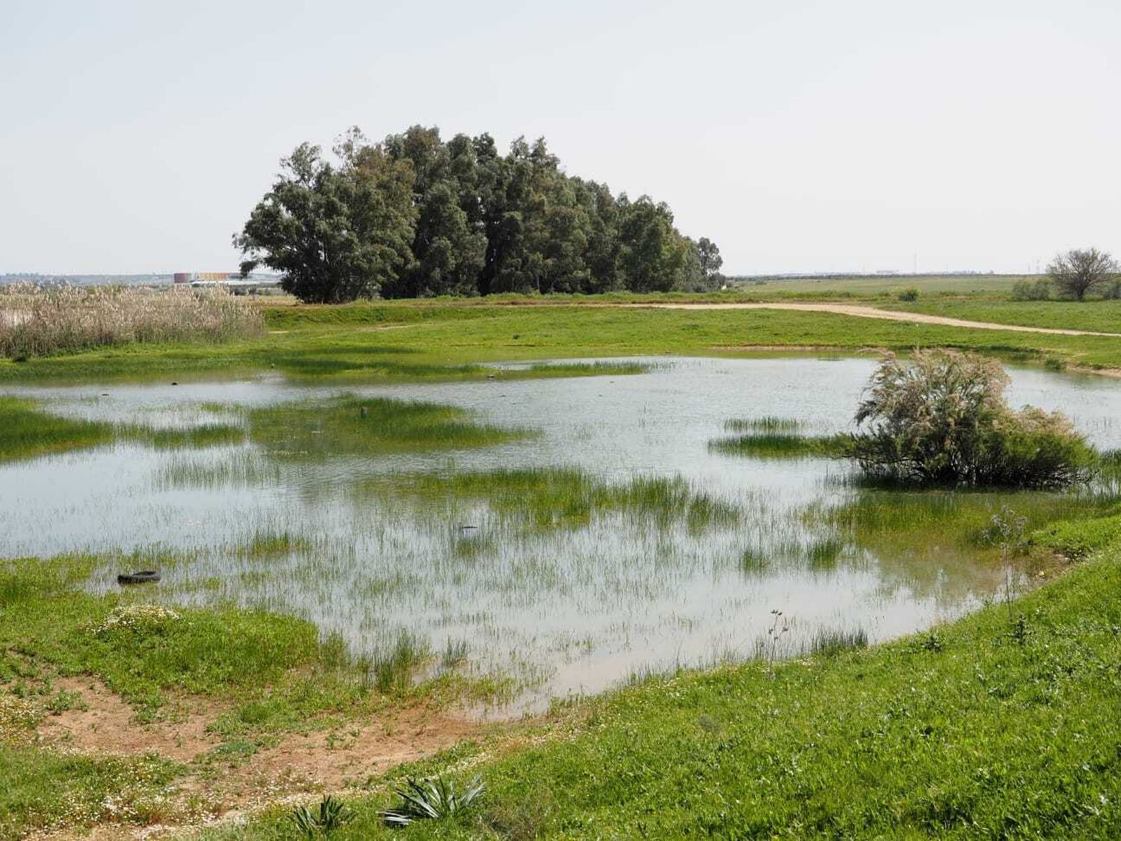 Humedales de Sevilla Este