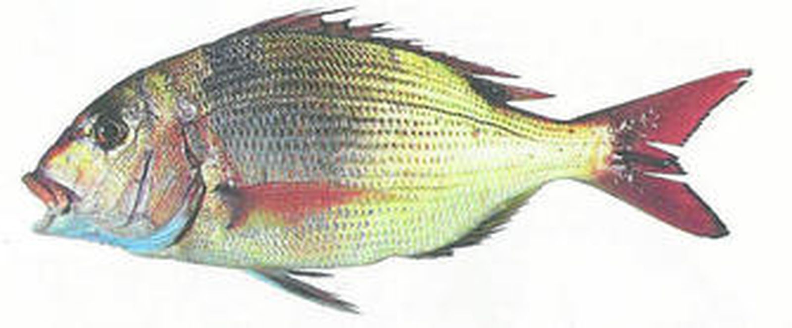 Hamburguesa de chacarona con boletos y esparragos.