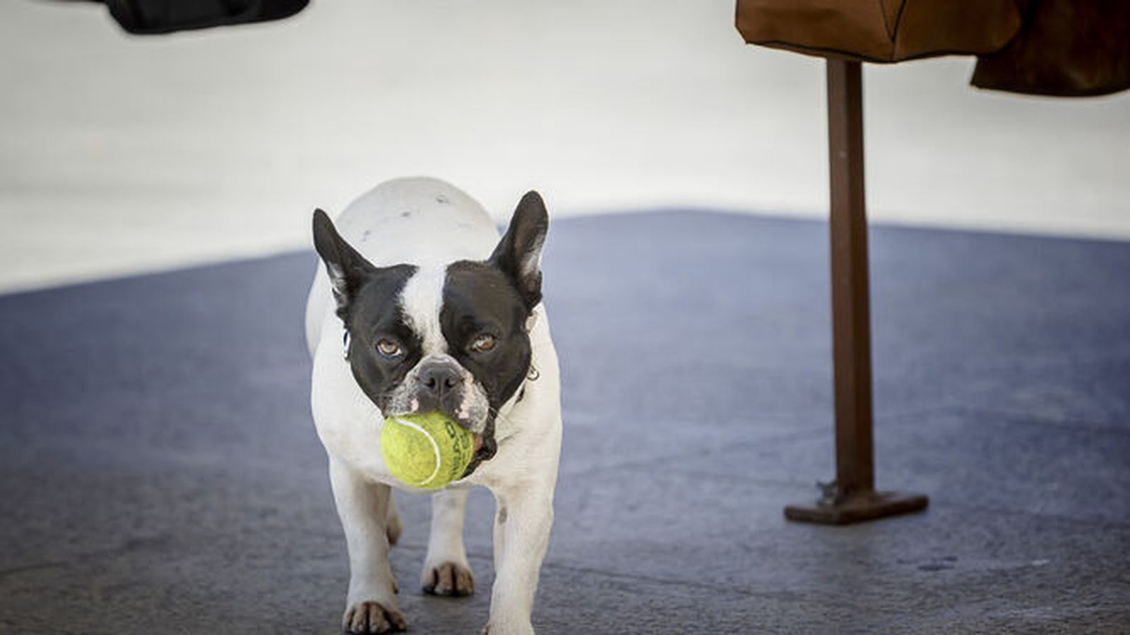 Un perro con una pelota de tenis en la boca