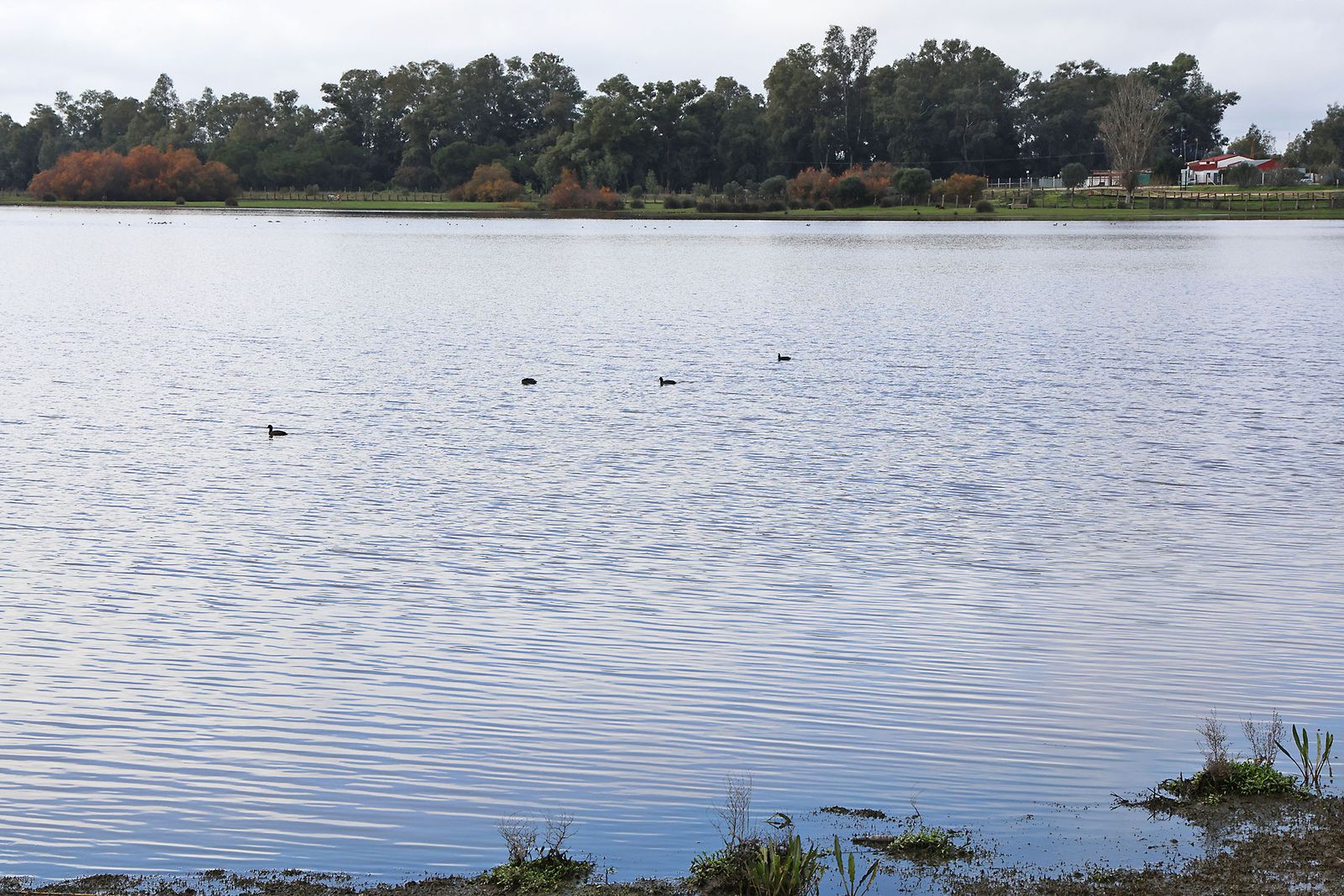 Estado actual en el que se encuentran las Marismas del Rocío tras las últimas lluvias