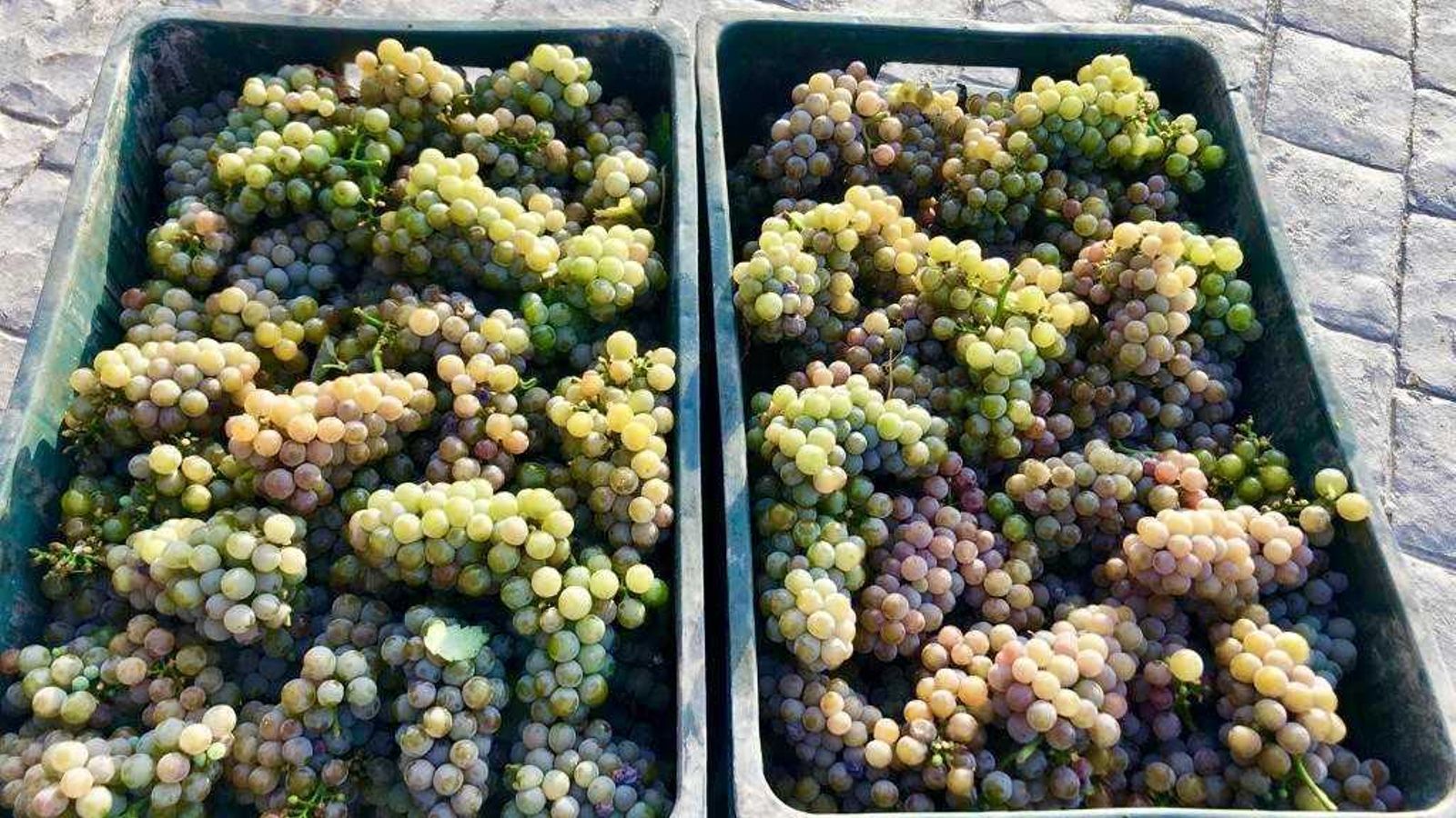 Racimos de las primeras uvas que se vendimian en la provincia.