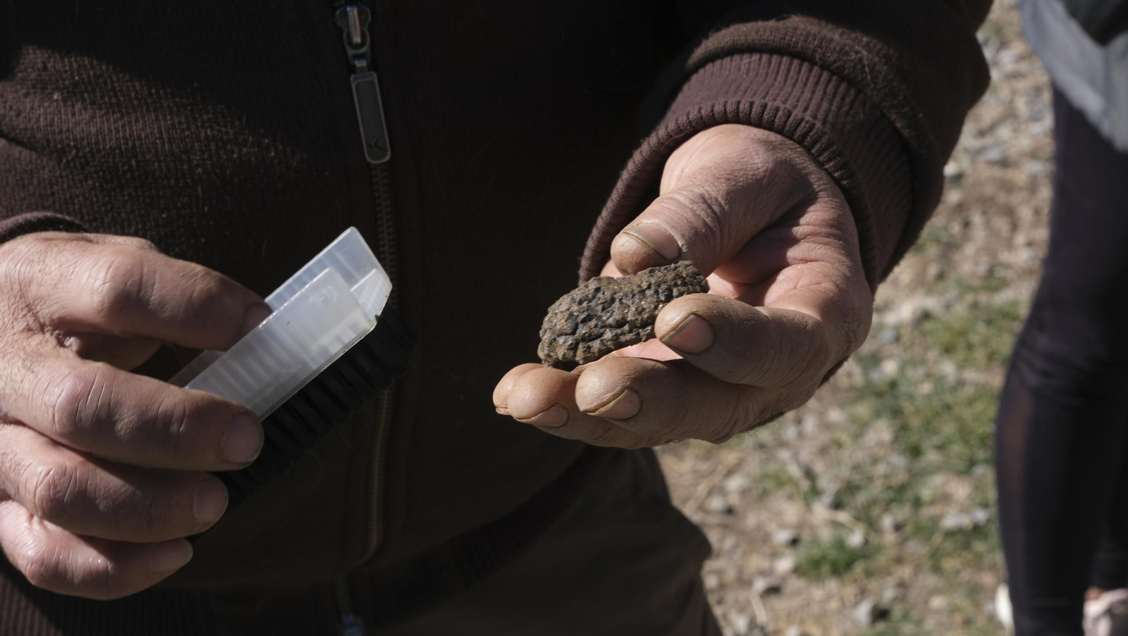 La trufa negra, el tesoro oculto de Laujar, en imágenes