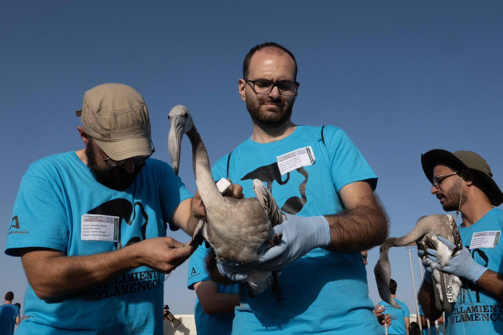Anillamiento de flamencos en la Laguna de Fuente de Piedra, en imágenes