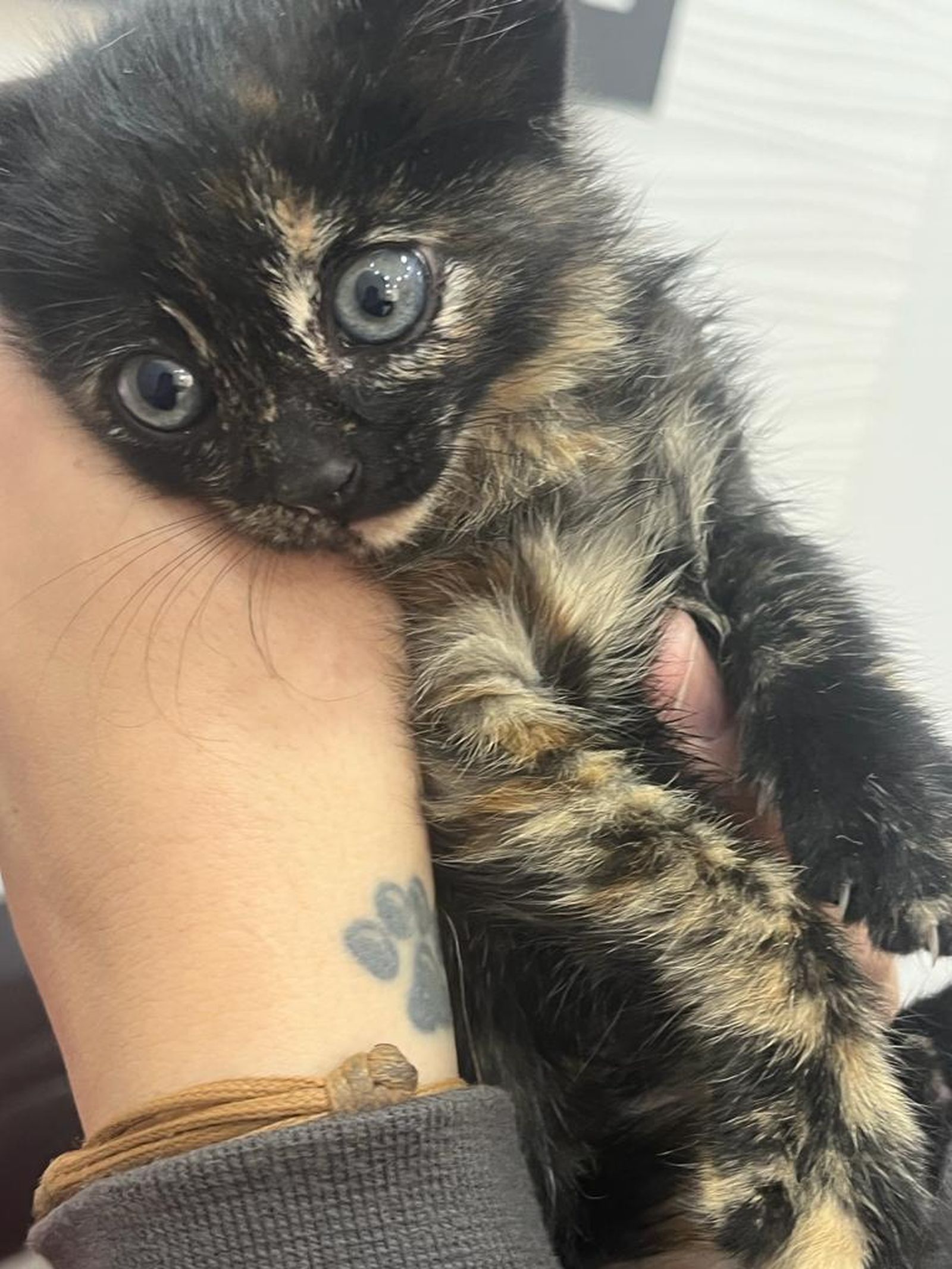 La gatita Lola ha encandilado a muchos almerienses