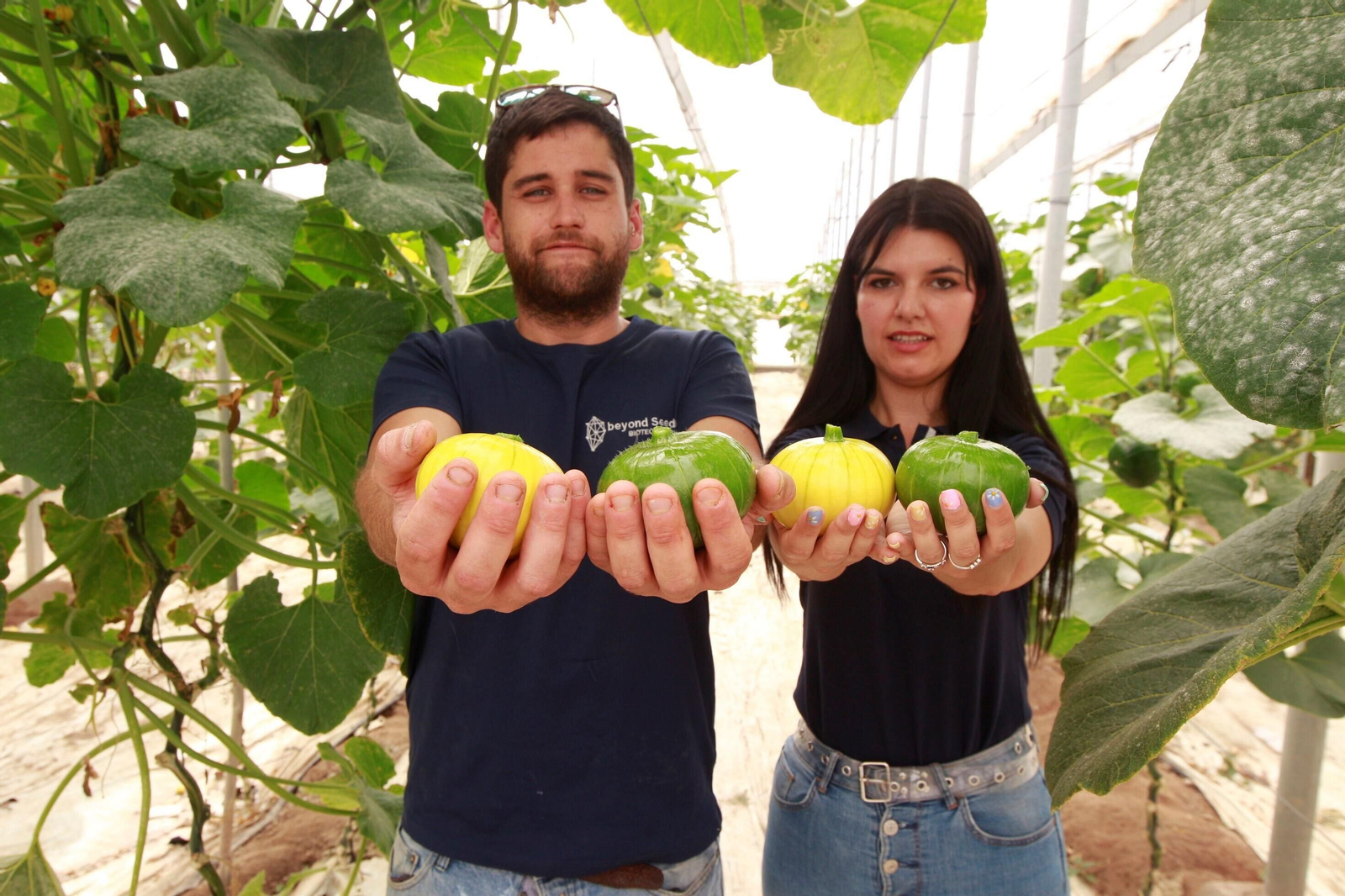 Vea cómo es el Zucchiolo, el producto de moda de la huerta almeriense
