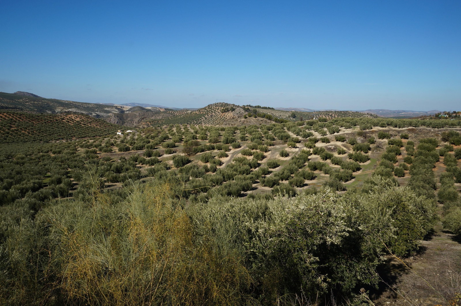 Paisaje de olivar en la Subbética. Paisaje de olivar en la Subbética.