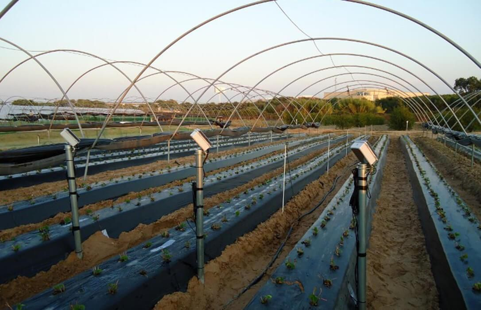 Una plantación de frutos rojos en la provincia onubense.