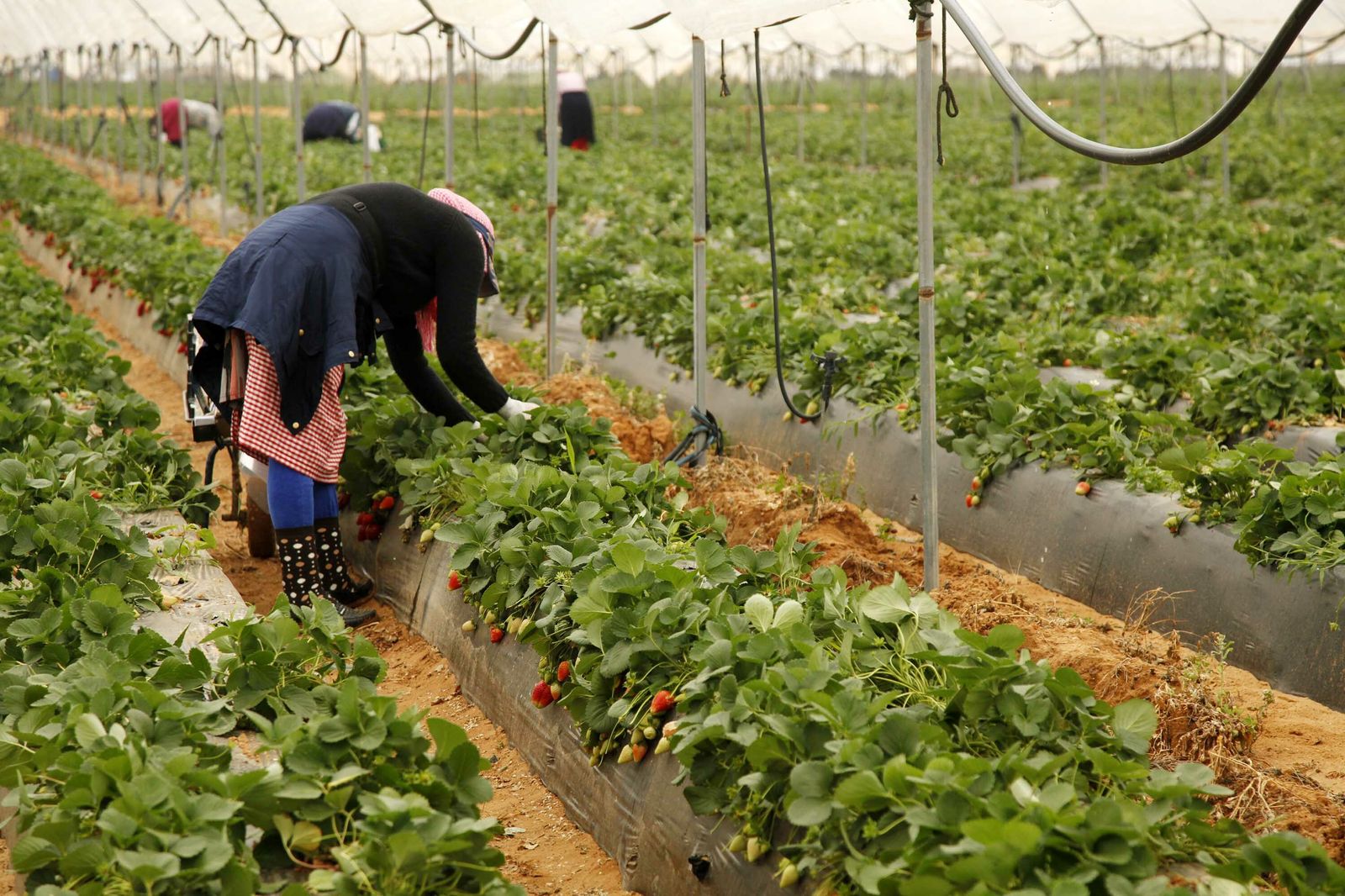 Temporeras recogen fresa en un finca onubense.