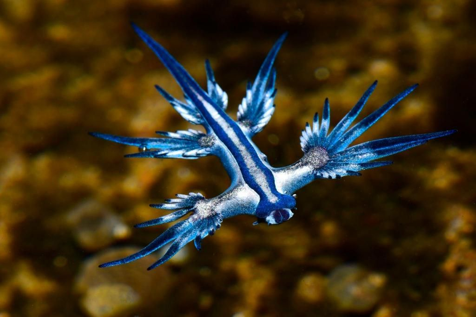 Un ejemplar de dragón azul.