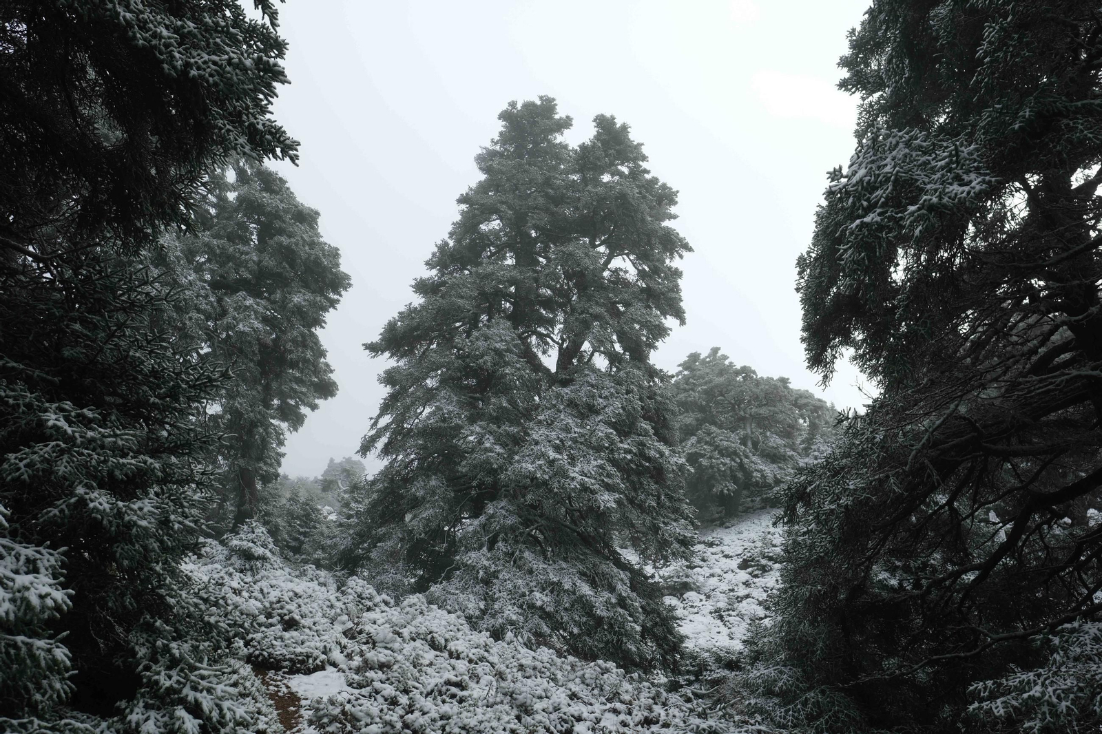 Estampa invernal en al Parque Nacional Sierra de las Nieves, en imágenes