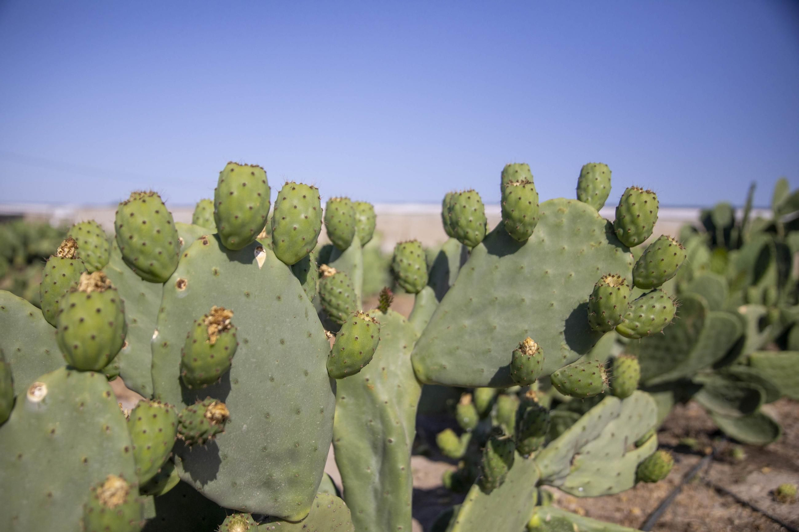 Plantación de chumbos de Níjar