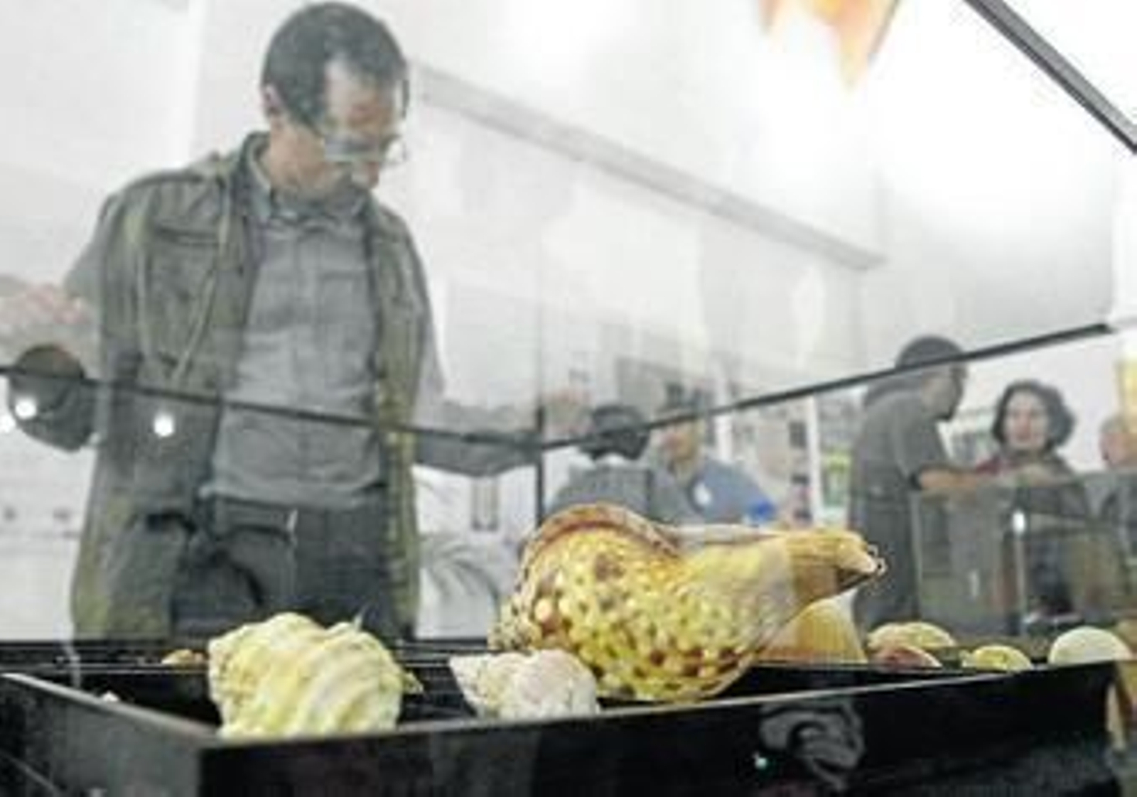 Algunas de las conchas expuestas en el centro documental José Luis Cano.