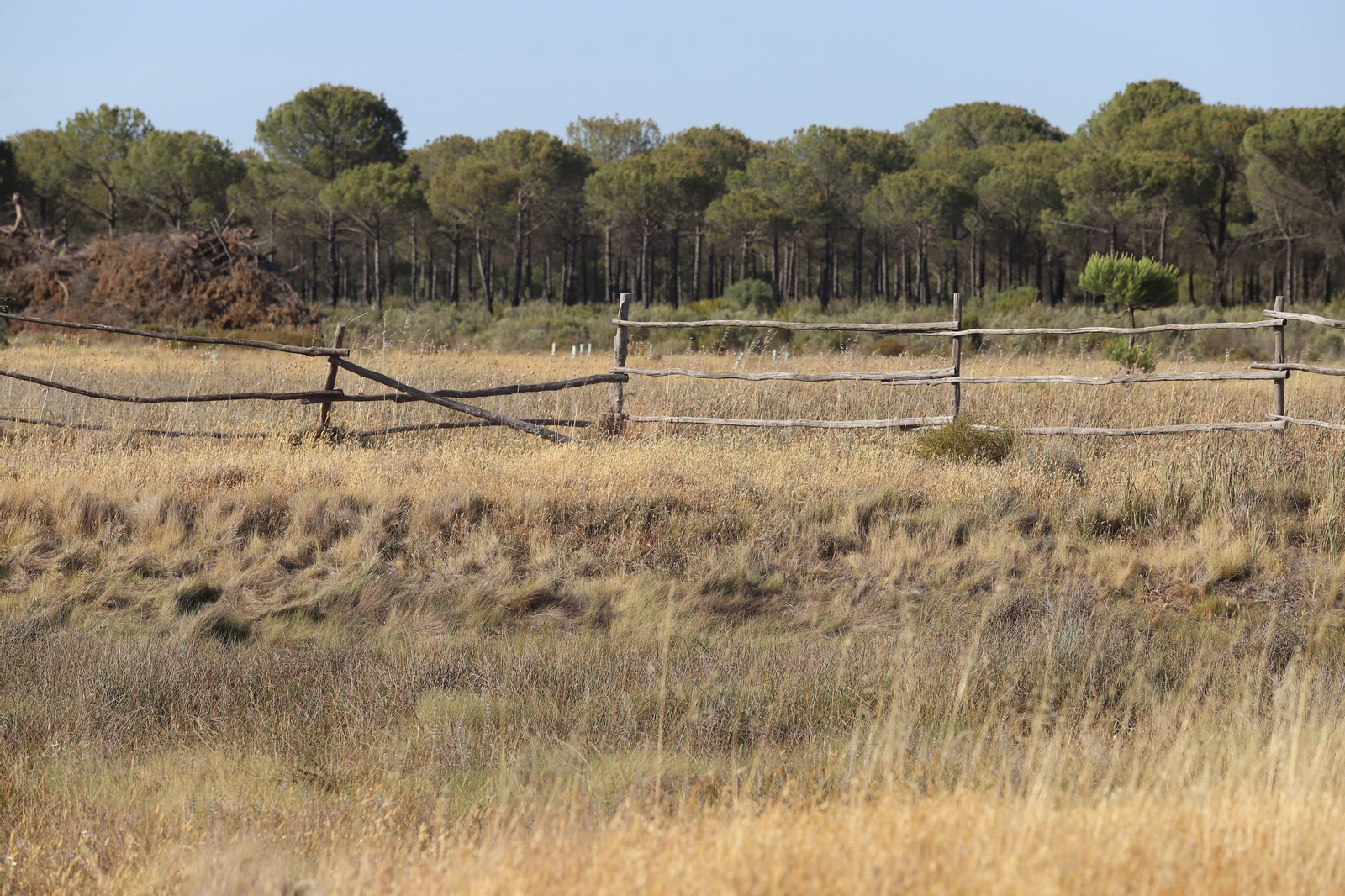 Imágenes del estado en el que se encuentran los caminos del Rocío para la Romería 2023